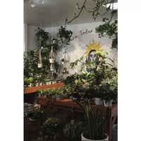 Wavy Plant Hanger