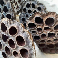 Dried Natural Lotus Pods on Stems | California 89