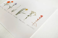 Framed 11x14 Collection of Wildflowers Print | California 89