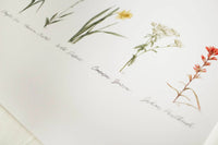 11x14 Collection of Wildflowers Watercolor Print | California 89