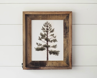 8x10 Lodgepole Pine Watercolor Print | California 89
