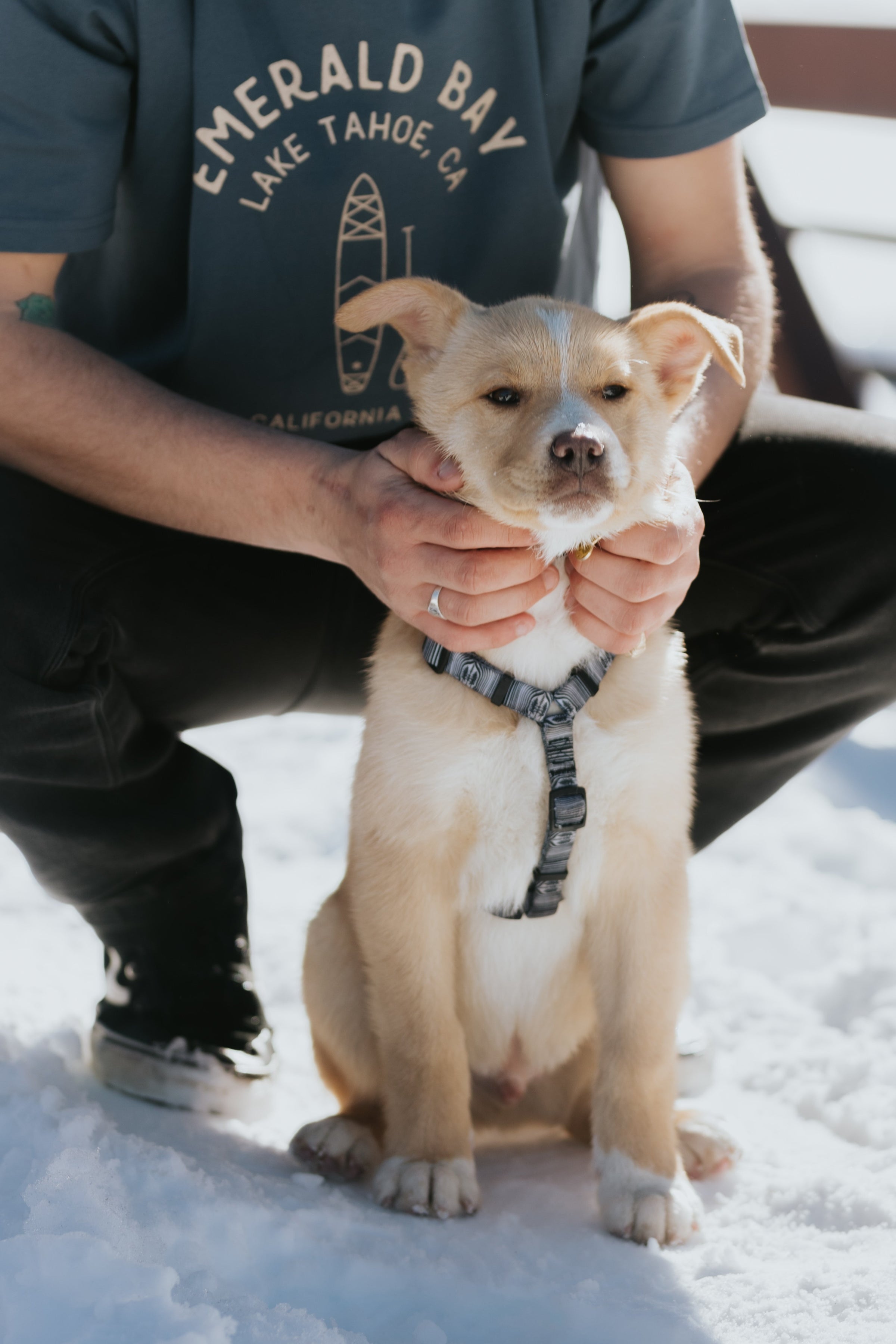 Dog-Friendly Things to Do in Tahoe