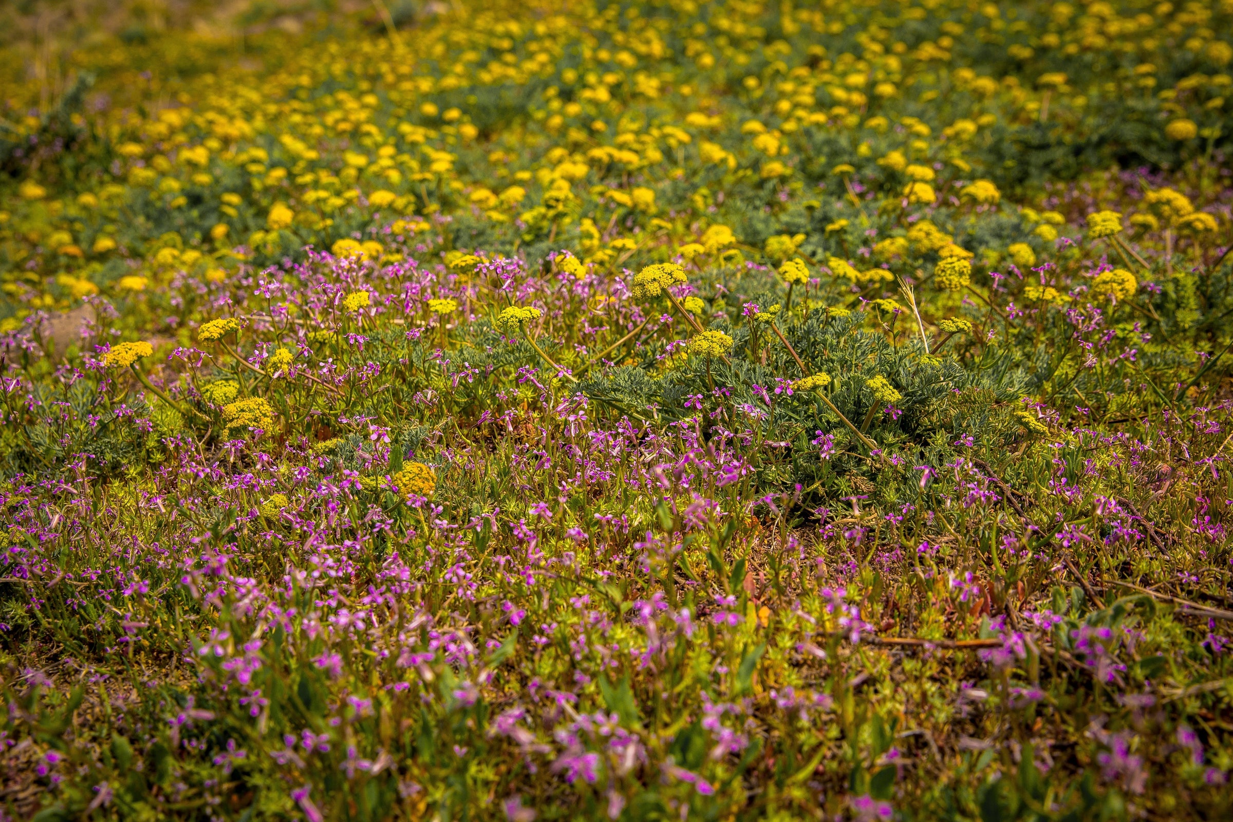 Where to See Spring Wildflowers Around Truckee