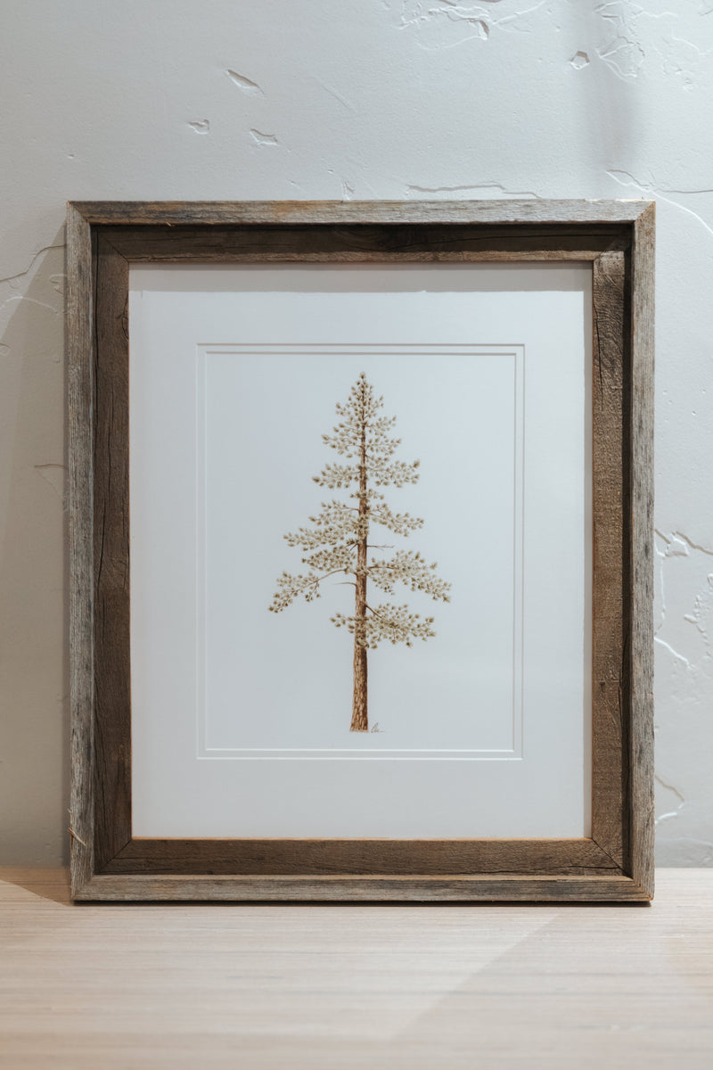 16 x 20 Jeffrey Pine Print Framed with Matte