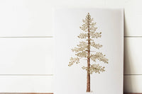 11 x 14 Jeffrey Pine Print