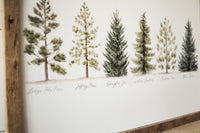 11 x 14 Collection of Evergreens Print