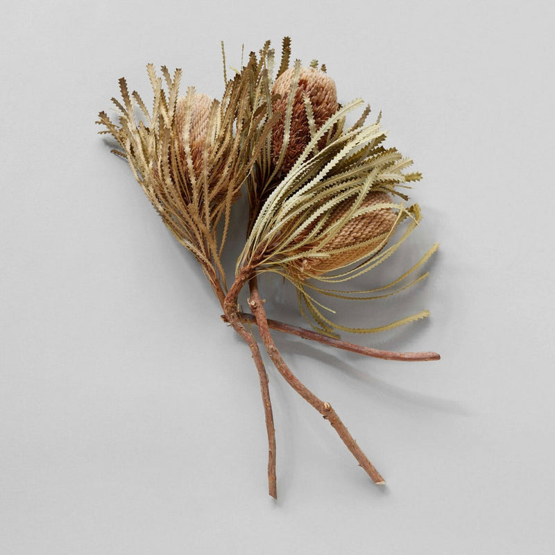 Dried Banksia Set of 3 | California 89