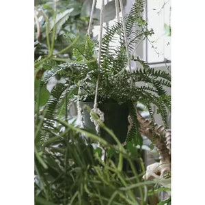 Plant Hanger with Wooden Rings