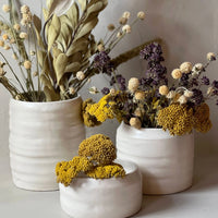 Dried Natural Yarrow | California 89