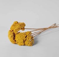 Dried Natural Yarrow | California 89