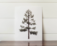 Framed 8x10 Lodgepole Pine Print | California 89