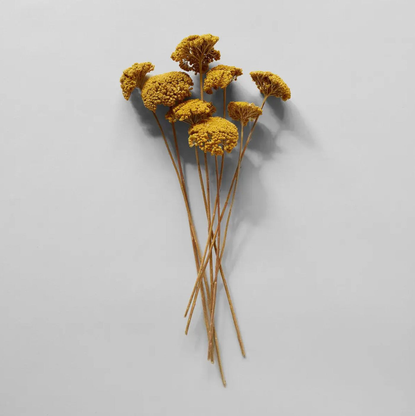 Dried Natural Yarrow | California 89