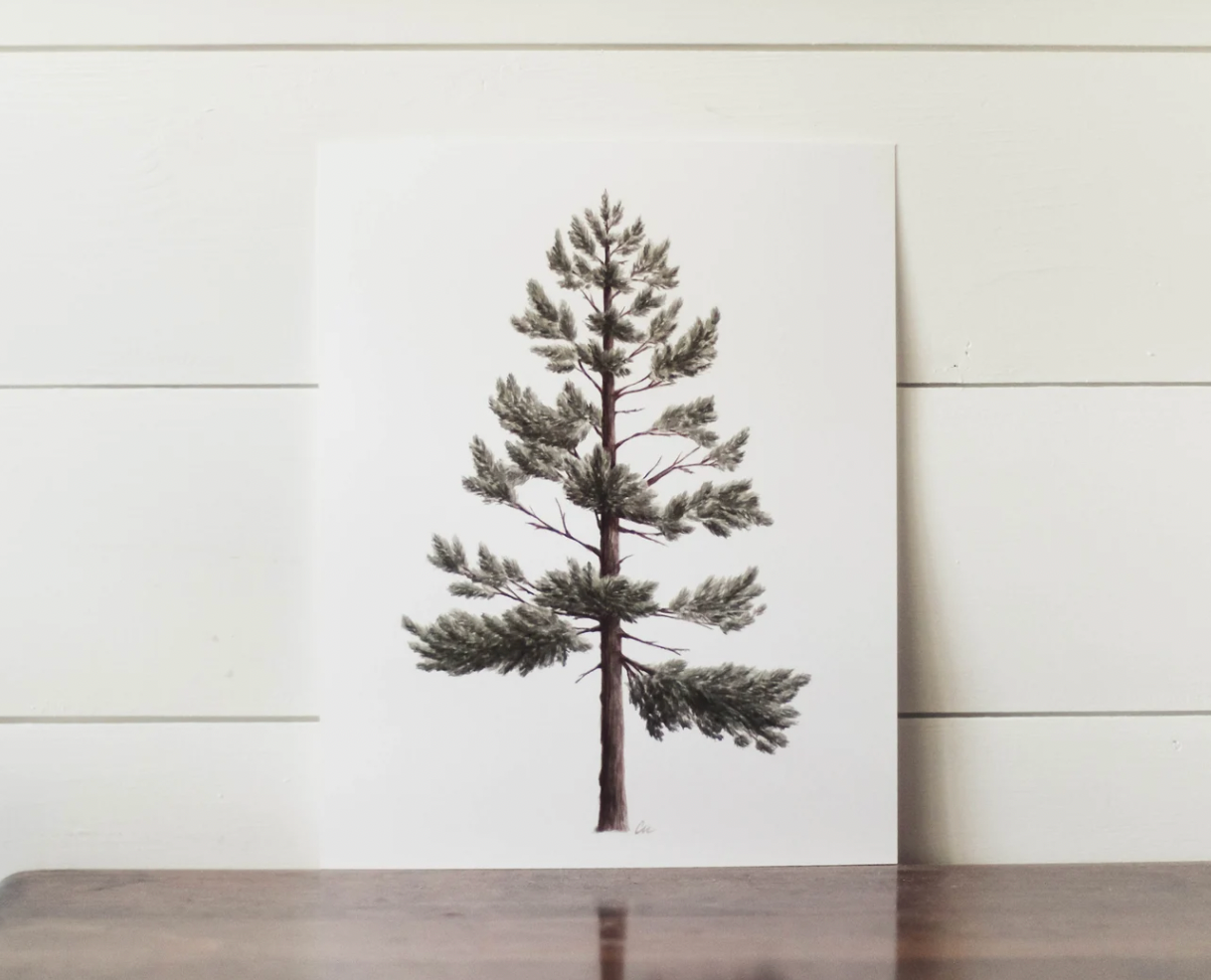 8x10 Lodgepole Pine Watercolor Print | California 89