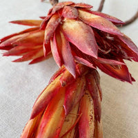 Dried Protea Flowers | California 89
