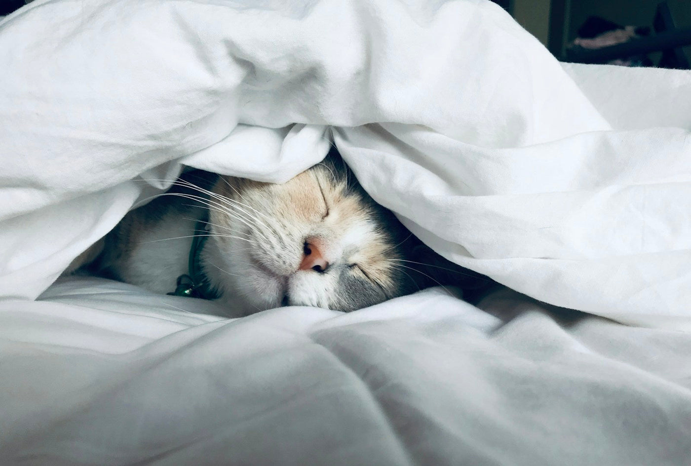 Alpine Dog Bed