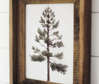 Framed 11x14 Lodgepole Pine Print | California 89