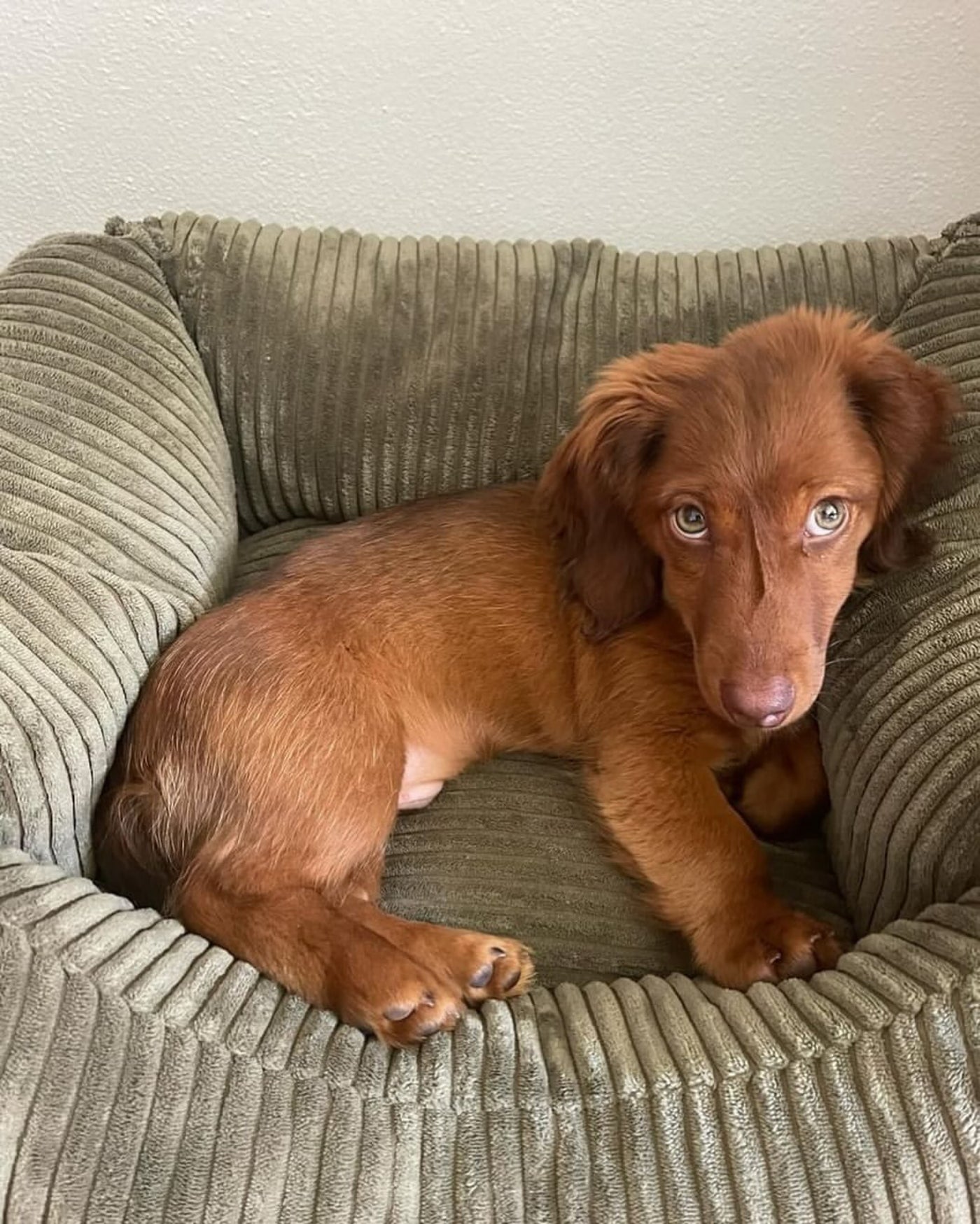 Corduroy Dog Bed | California 89