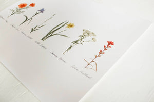 8 x 10 Collection of Wildflowers Print