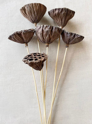 Dried Natural Lotus Pods on Stems