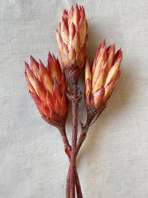 Dried Protea Flowers