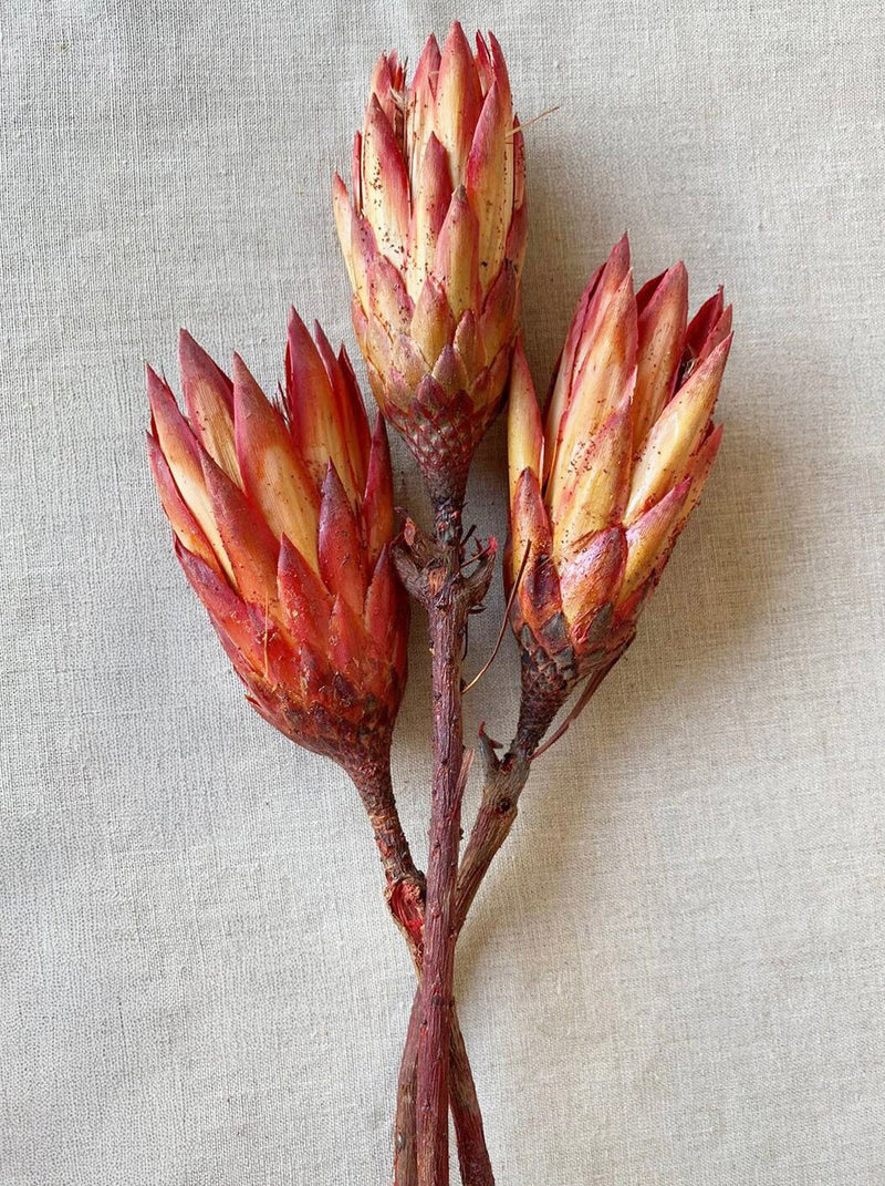 Dried Protea Flowers | California 89